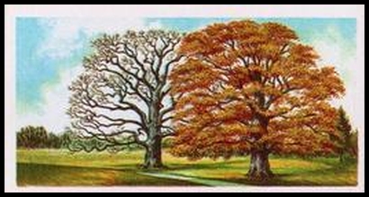 45 Common Oak